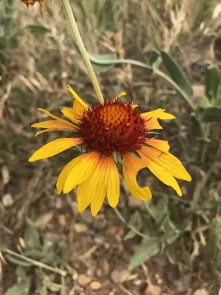 Blanketflower (Gaillardia aristata), bloom