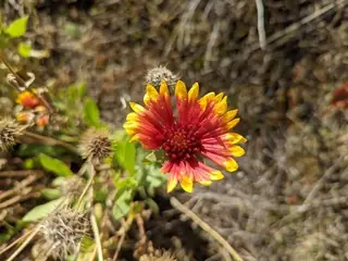 Blanketflower (Gaillardia aristata), fall color