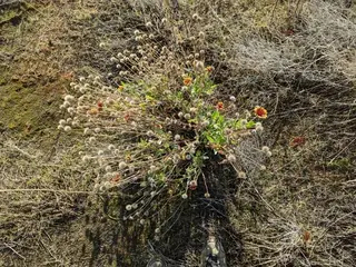 Blanketflower
