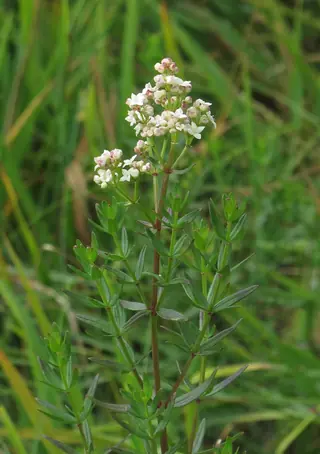 northern bedstraw (Galium boreale), mature form