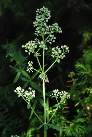 northern bedstraw (Galium boreale), foliage