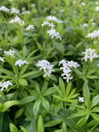 Sweet woodruff (Galium odoratum), mature form
