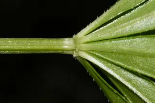 Sweet woodruff (Galium odoratum), bloom