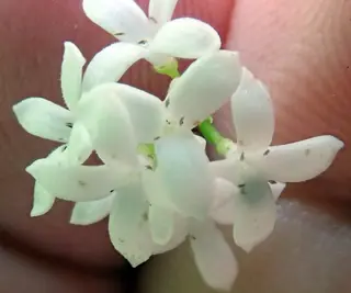 Sweet woodruff (Galium odoratum), foliage