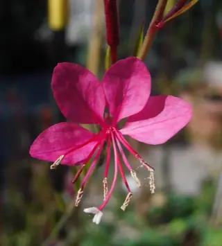 Whirling Butterflies (Gaura lindheimeri), foliage
