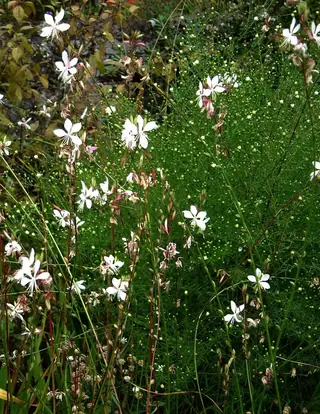 Whirling Butterflies (Gaura lindheimeri), mature form