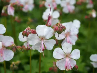 Bigroot / Cambridge cranesbill (Geranium x cantabrigiense), bloom