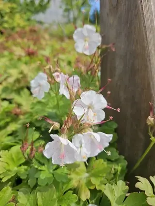 Bigroot / Cambridge cranesbill (Geranium x cantabrigiense), mature form