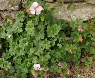Bigroot / Cambridge cranesbill