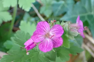 Bigroot / Cambridge cranesbill (Geranium x cantabrigiense), foliage