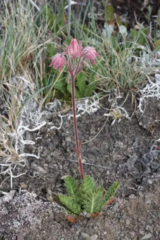 prairie smoke (Geum triflorum), mature form