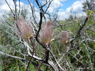 prairie smoke (Geum triflorum), bloom