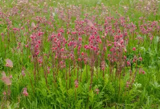 prairie smoke