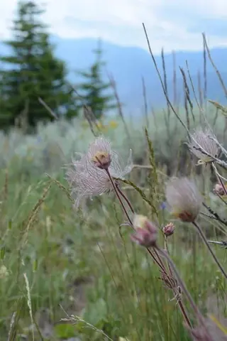 prairie smoke (Geum triflorum), foliage