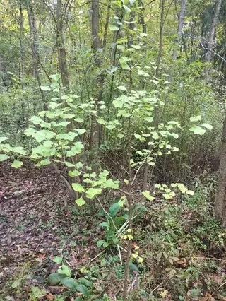 Ginkgo, Ginkgo/Maidenhair Tree, 'Princeton Sentry', 'Autumn Gold'