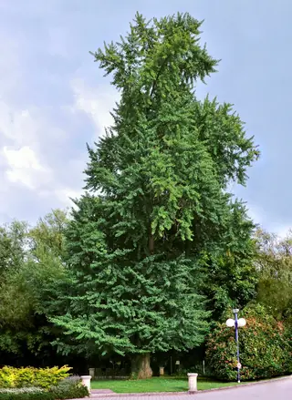Ginkgo, Ginkgo/Maidenhair Tree, 'Princeton Sentry', 'Autumn Gold' (Ginkgo biloba), bloom