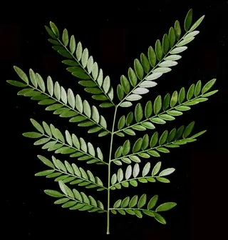 Thornless Common: Honeylocust (Gleditsia triacanthos), mature form