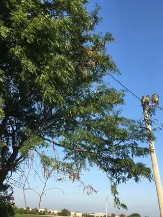 Honeylocust, Thornless Common: NORTHERN ACCLAIM®