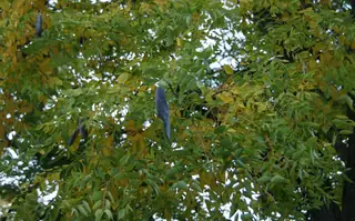 Kentucky Coffeetree (Gymnocladus dioicus), fall color