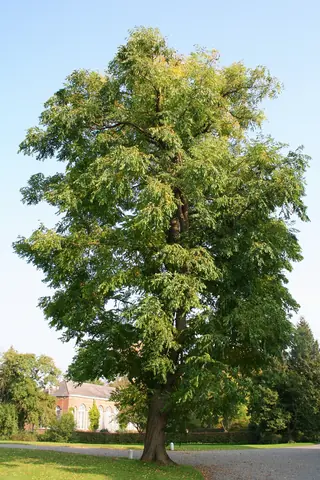 Kentucky Coffeetree (Gymnocladus dioicus), mature form