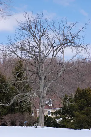 Kentucky Coffeetree (Gymnocladus dioicus), foliage
