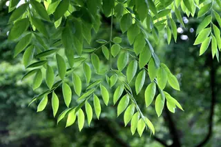 Kentucky Coffeetree (Gymnocladus dioicus), habit