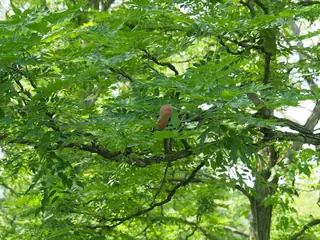 Kentucky Coffeetree (Gymnocladus dioicus), bloom
