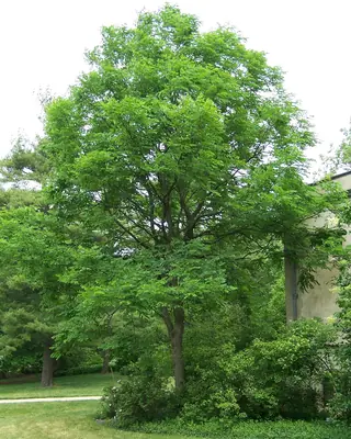 Coffeetree, Kentucky Coffeetree