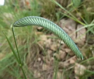 FREEDA Caterpillar Grass (Harpochloa falx 'Compact Black'), mature form