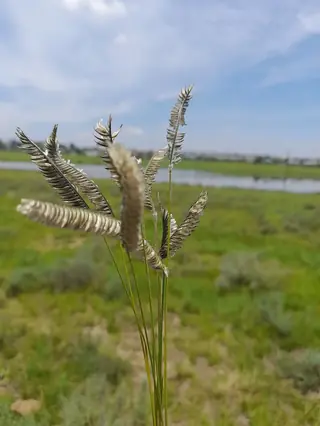 FREEDA Caterpillar Grass (Harpochloa falx 'Compact Black'), foliage