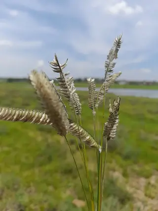 FREEDA Caterpillar Grass (Harpochloa falx 'Compact Black'), bloom
