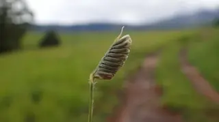 FREEDA Caterpillar Grass
