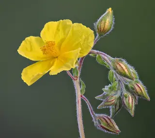 Sun rose / rock rose (Helianthemum nummularium), bloom