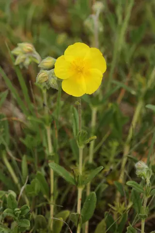 Sun rose / rock rose (Helianthemum nummularium), foliage