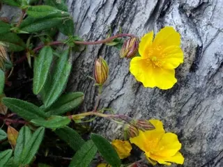 Sun rose / rock rose (Helianthemum nummularium), mature form