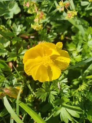 Sun rose / rock rose