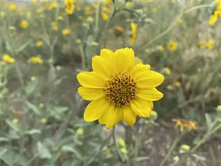 Bush Sunflower (Helianthus pumilus), foliage