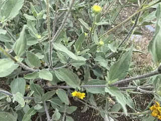 Bush Sunflower (Helianthus pumilus), mature form