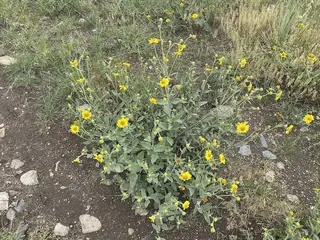 Bush Sunflower