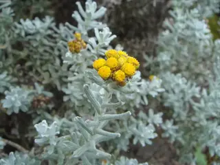 STEPPESUNS Hokubetsi (Helichrysum trilineatum 'P021S'), mature form