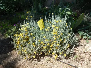 STEPPESUNS Hokubetsi (Helichrysum trilineatum 'P021S'), foliage