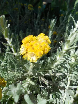 STEPPESUNS Hokubetsi (Helichrysum trilineatum 'P021S'), bloom