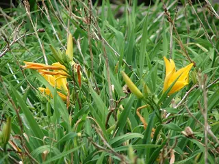 daylilies (Hemerocallis sp.), bloom