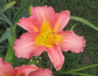 daylilies (Hemerocallis sp.), habit
