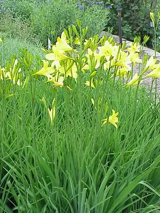 daylilies (Hemerocallis sp.), mature form