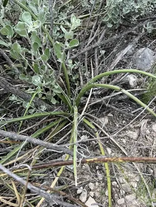Red yucca (Hesperaloe parviflora), mature form
