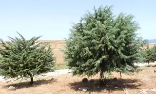 Arizona Cypress (Hesperocyparis arizonica), mature form
