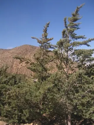Cypress, Arizona Cypress