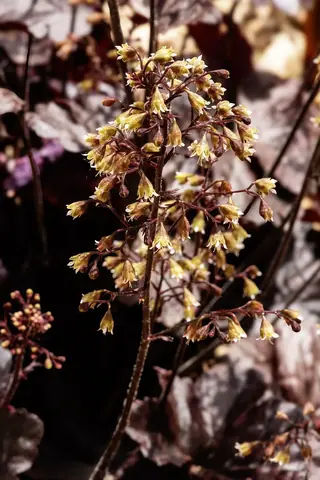 Palace Purple Coral Bells (Heuchera micrantha), habit