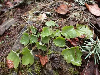 Palace Purple Coral Bells (Heuchera micrantha), foliage